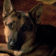 A Dog's Purpose